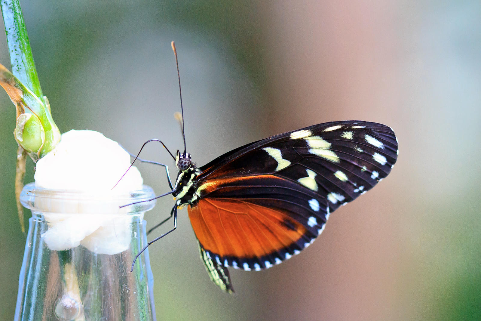 Kuang Si Butterfly Park