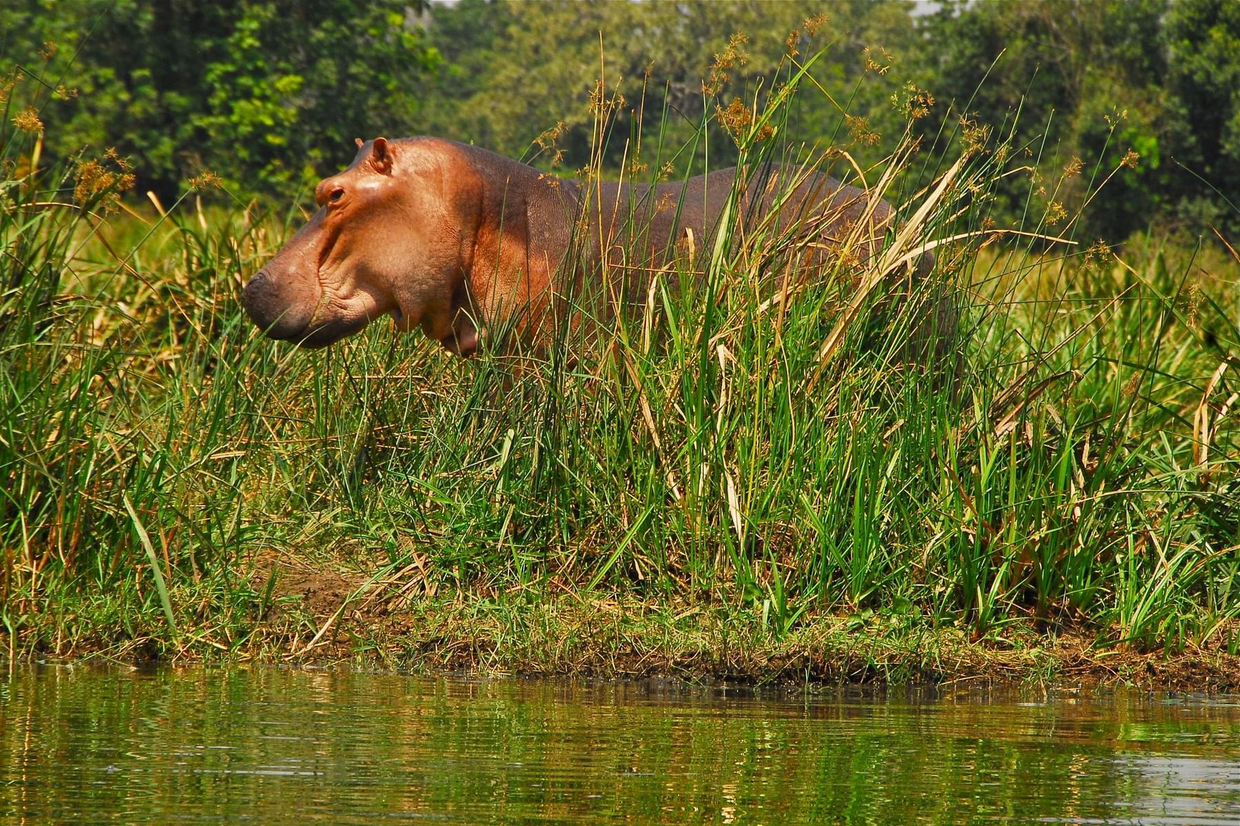 Nile Hippo