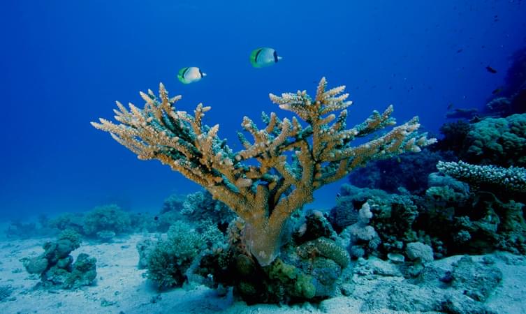 Artificial Off Shore Coral Reef