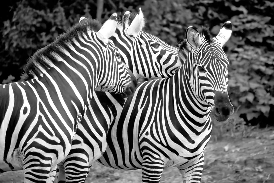 Bannerghatta National Park Safari Image
