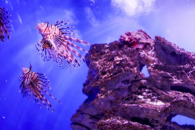 Visit Two Oceans Aquarium