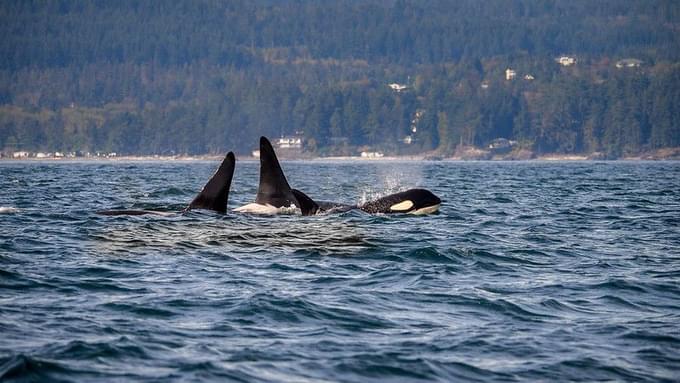 whale at Victoria, Vancouver Island