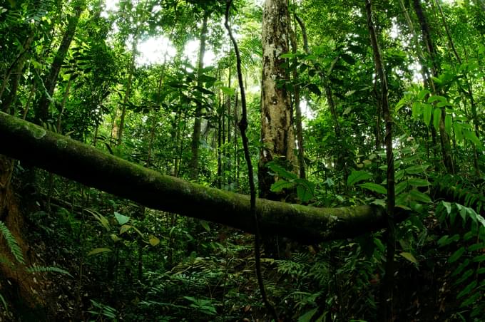 amazon forest singapore.jpg