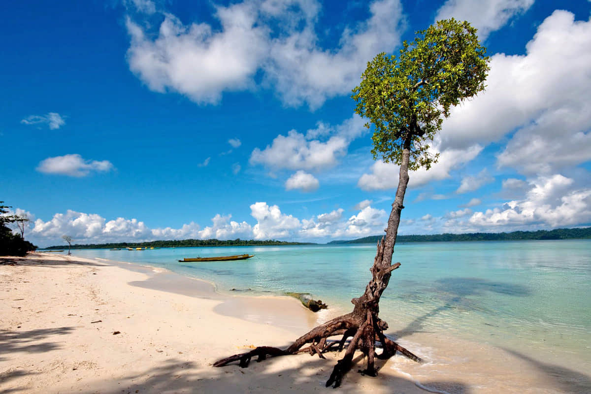 Havelock Island, <em>Andaman</em>