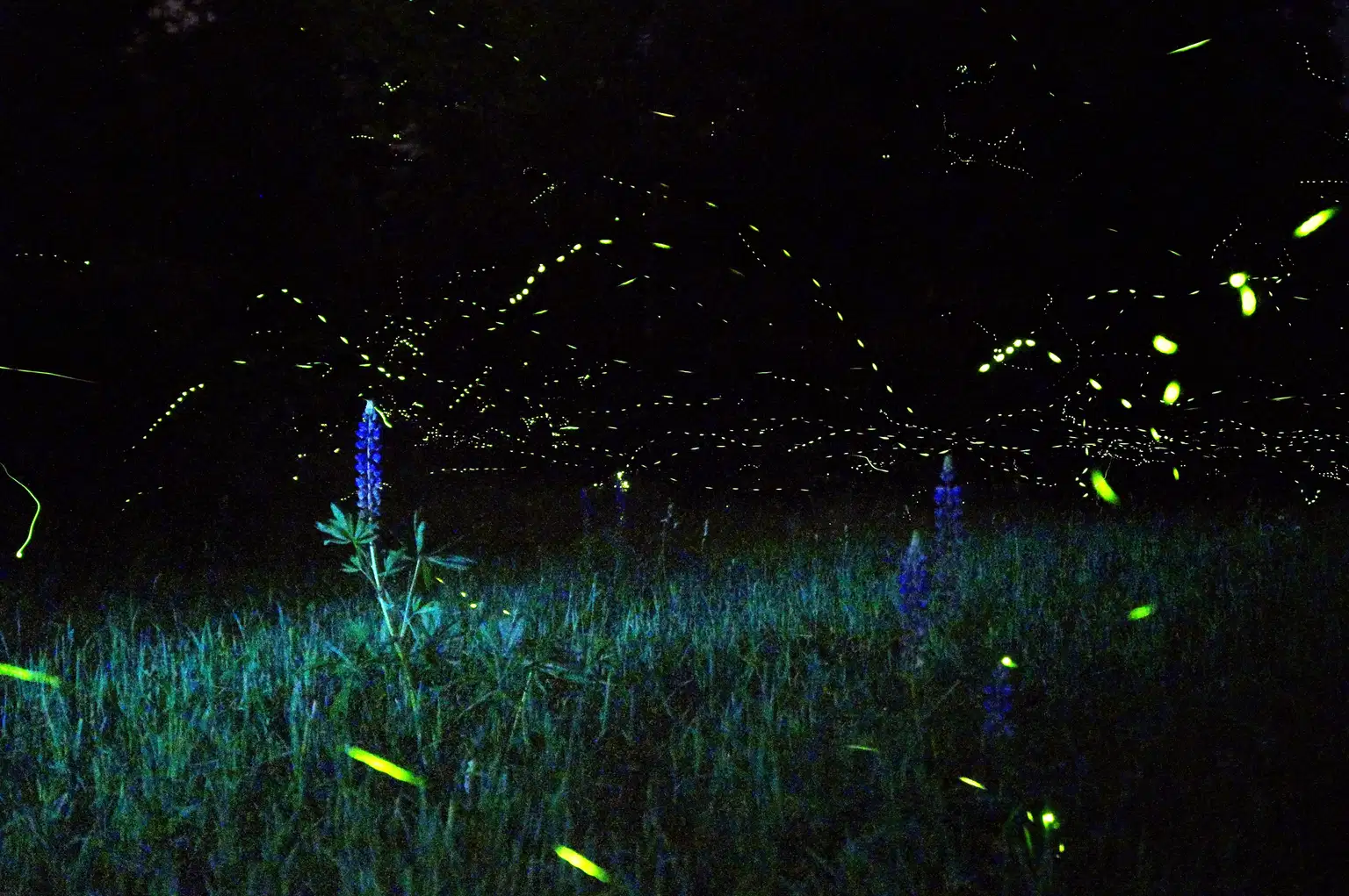 Rajmachi Fireflies Trek