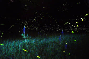 Rajmachi Fireflies Trek