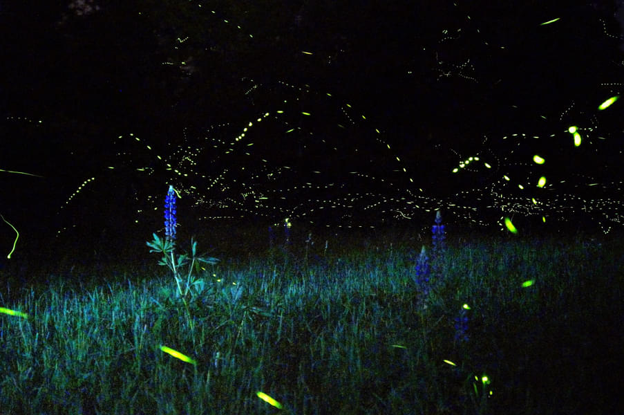 Rajmachi Fireflies Trek Image