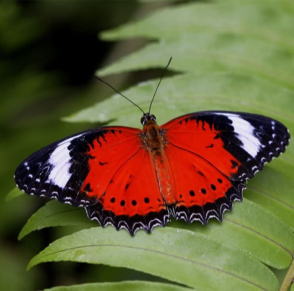 Australian Butterfly Sanctuary Tickets Image