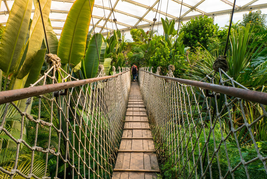 Walk on the foot bridge & explore the several zones of the zoo