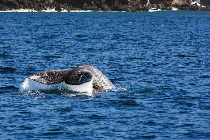 Whale at Big Sur, California