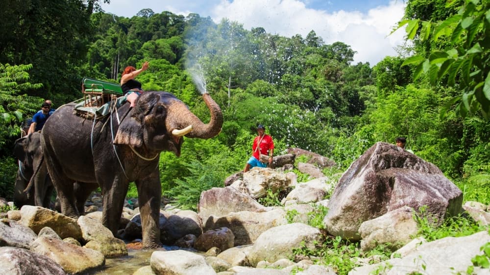 Bamboo Rafting Phang Nga Image