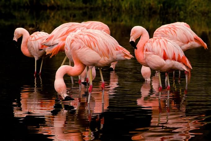 Chilean Flamingo