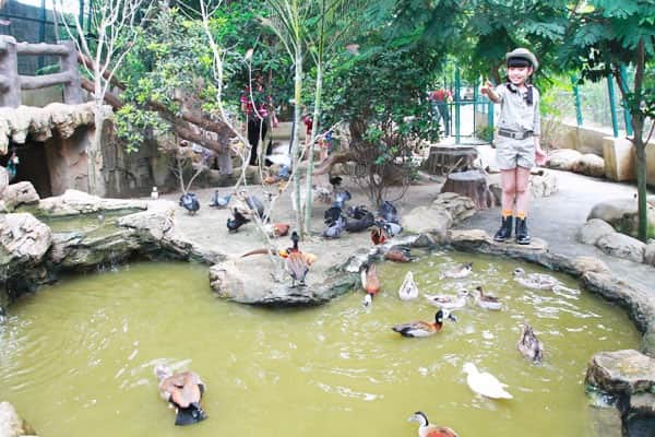 Free-flight Bird Aviary
