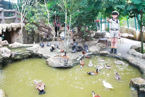 Free-flight Bird Aviary