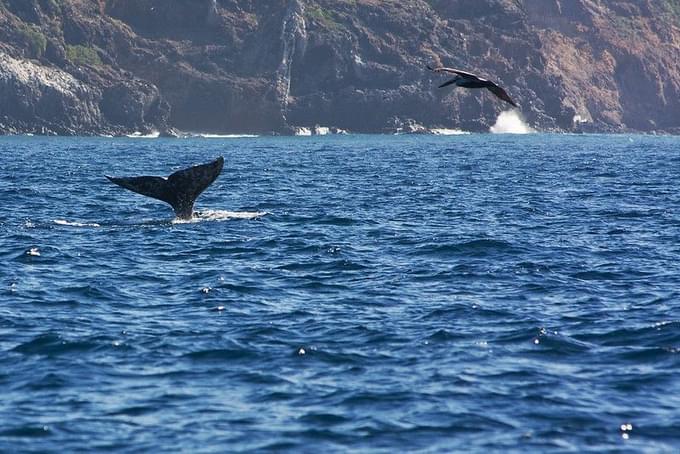 Whale at Big Sur, California