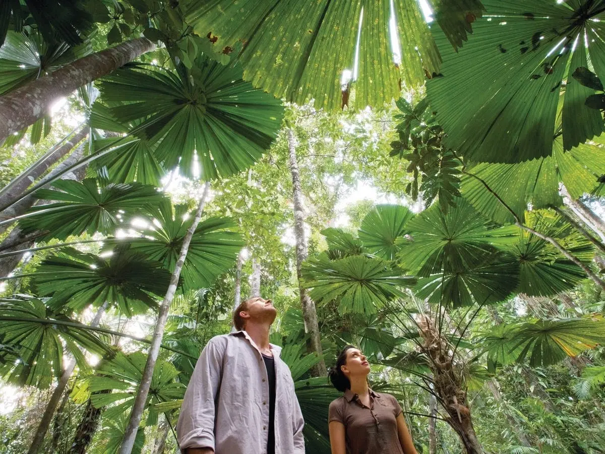 Daintree Rainforest