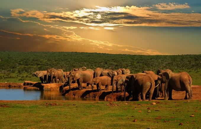 Addo Elephant National Park