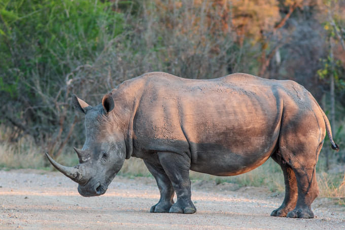 White Rhinoceros