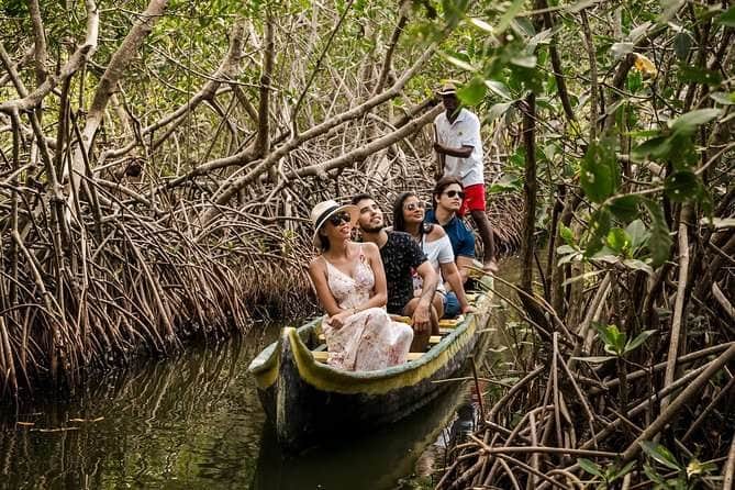 Mangrove Boat Safari