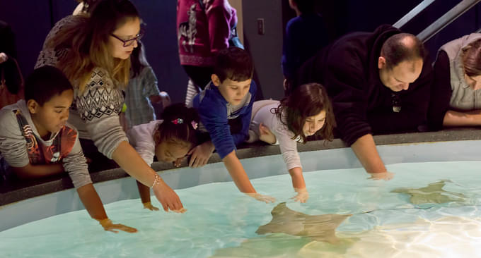 Touch Tank