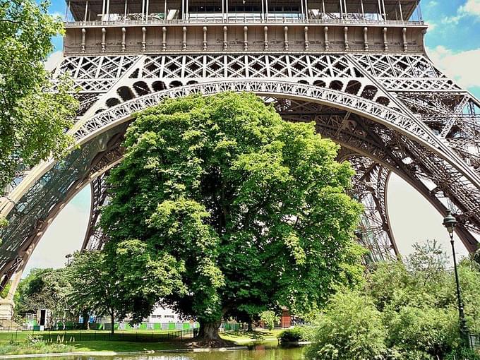 Discover the 200-year-old sycamore, Garden Of The Eiffel Tower