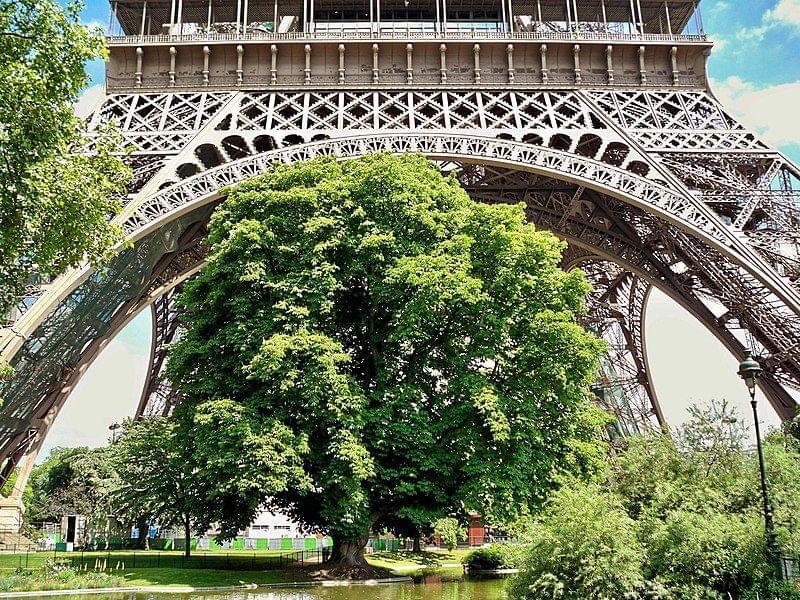 Discover the 200-year-old sycamore, Garden Of The Eiffel Tower