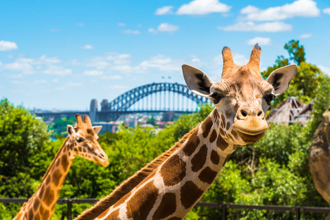 Admire the a wide range of wild animals at Taronga Zoo