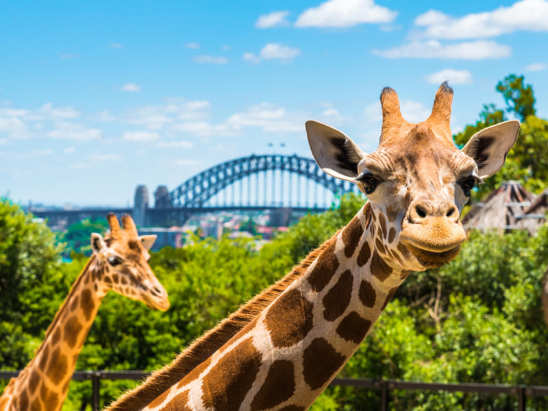 Harbour Cruise, Taronga Zoo, and Sky Safari, Sydney