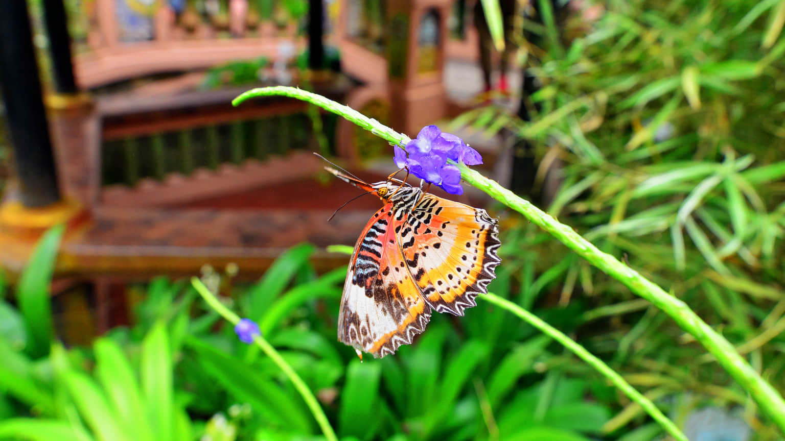 Butterfly Farm, <em>Penang</em>