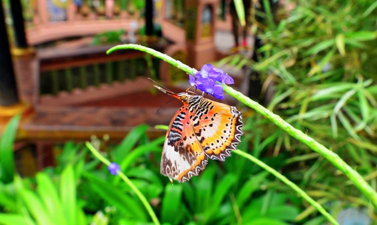 Butterfly Farm