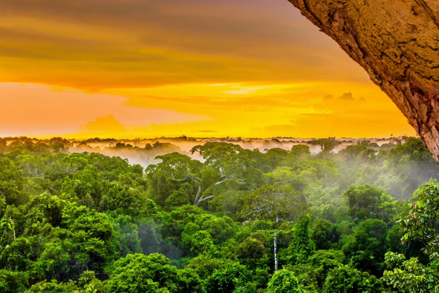 The Amazon Rainforest