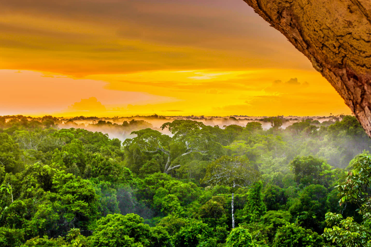 The Amazon Rainforest
