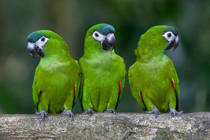 Fragile Forest of Singapore Zoo