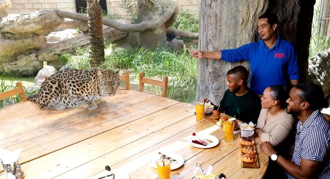 Big Cat Brunch at Emirates Park