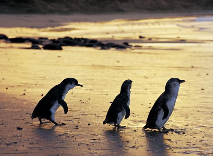 Phillip Island Penguin Parade