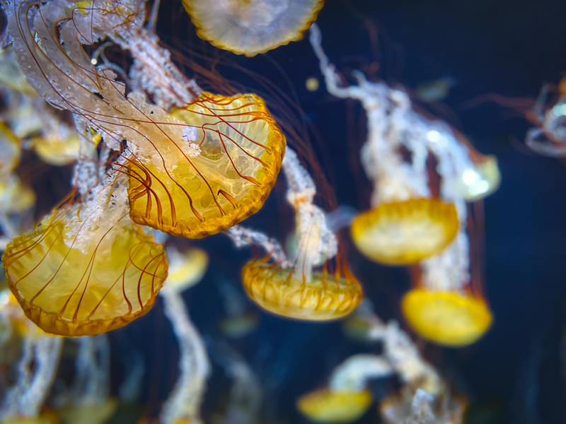 Admire the mesmerizing beauty of colorful jellyfish at Enoshima