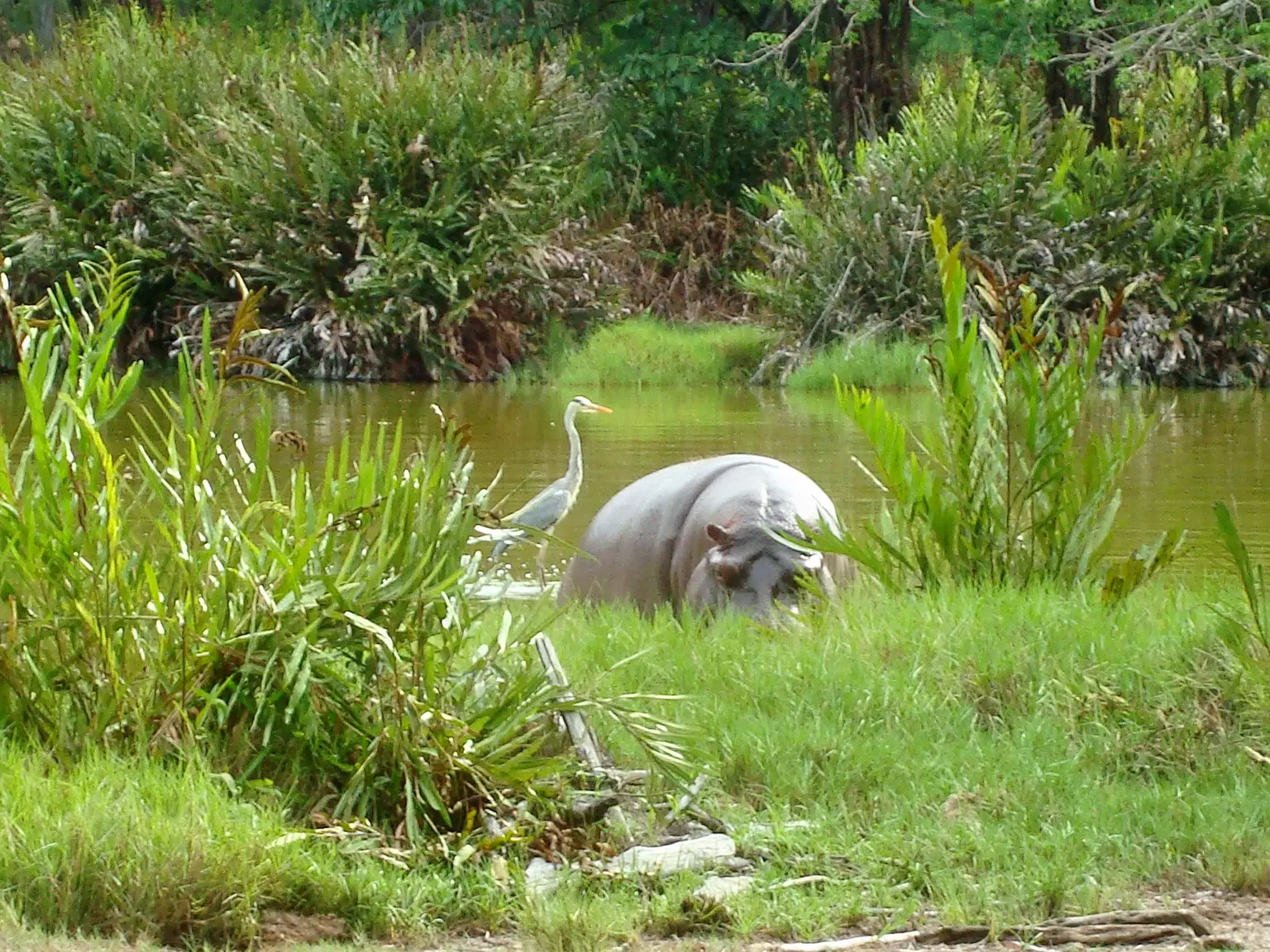 Hippo Point