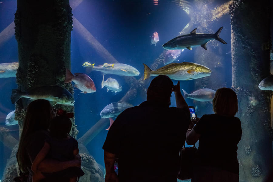 Learn about over 300 marine species at the aquarium