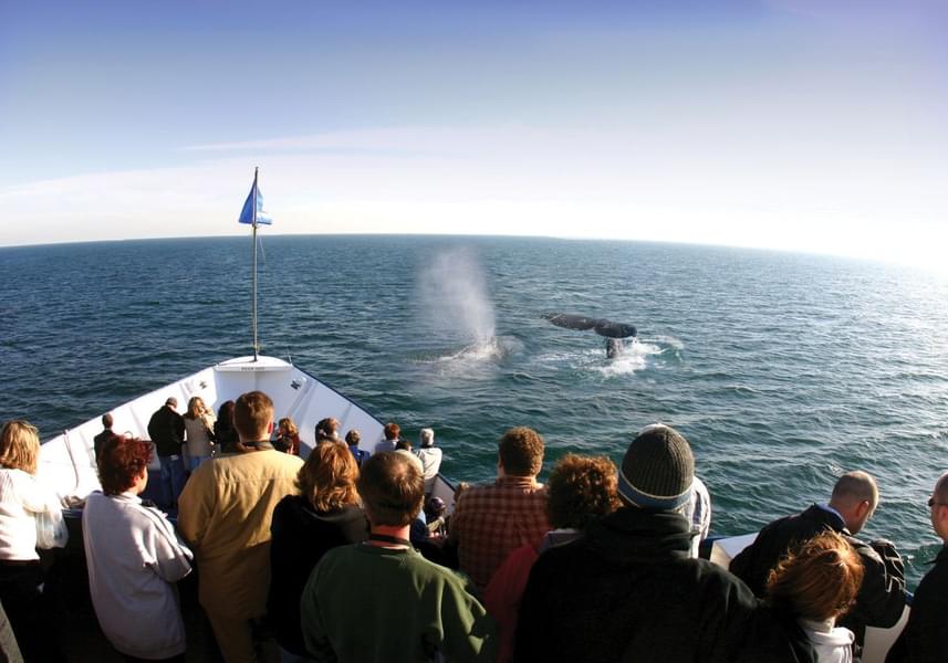 San Diego Whale and Dolphin Watching Cruise Image