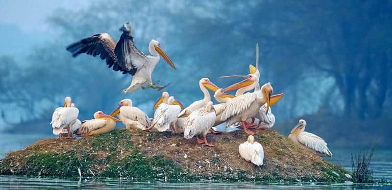 Indulge in birdwatching