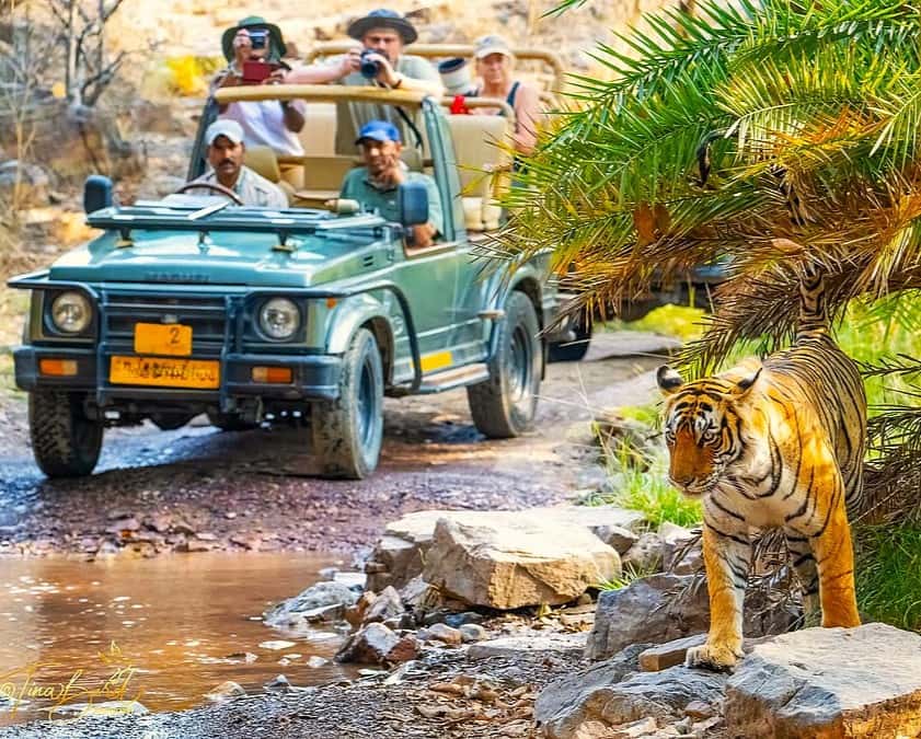 Journey to Rajasthan | From Royal Heritage to Wild Safaris