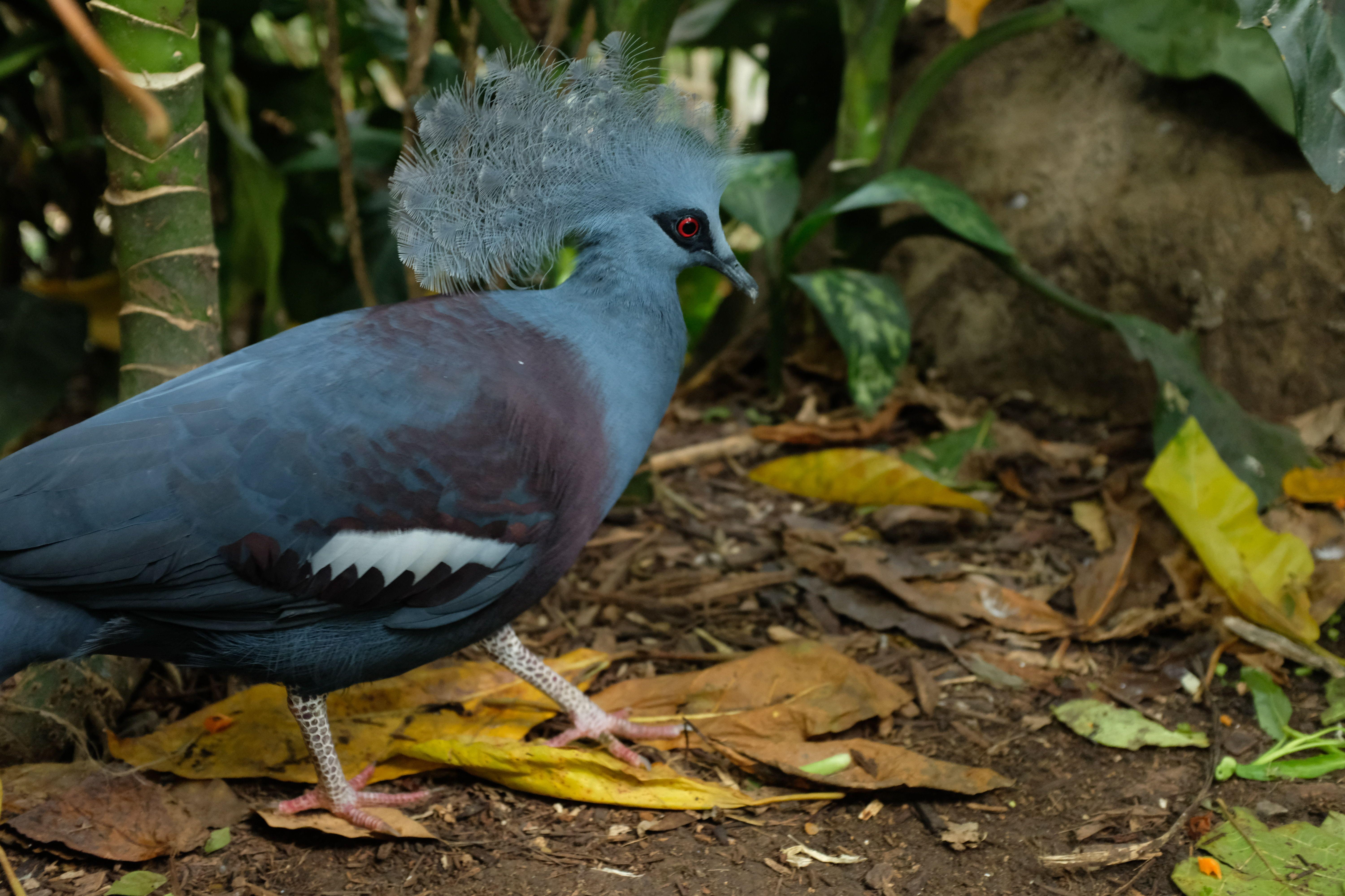 Singapore Zoo