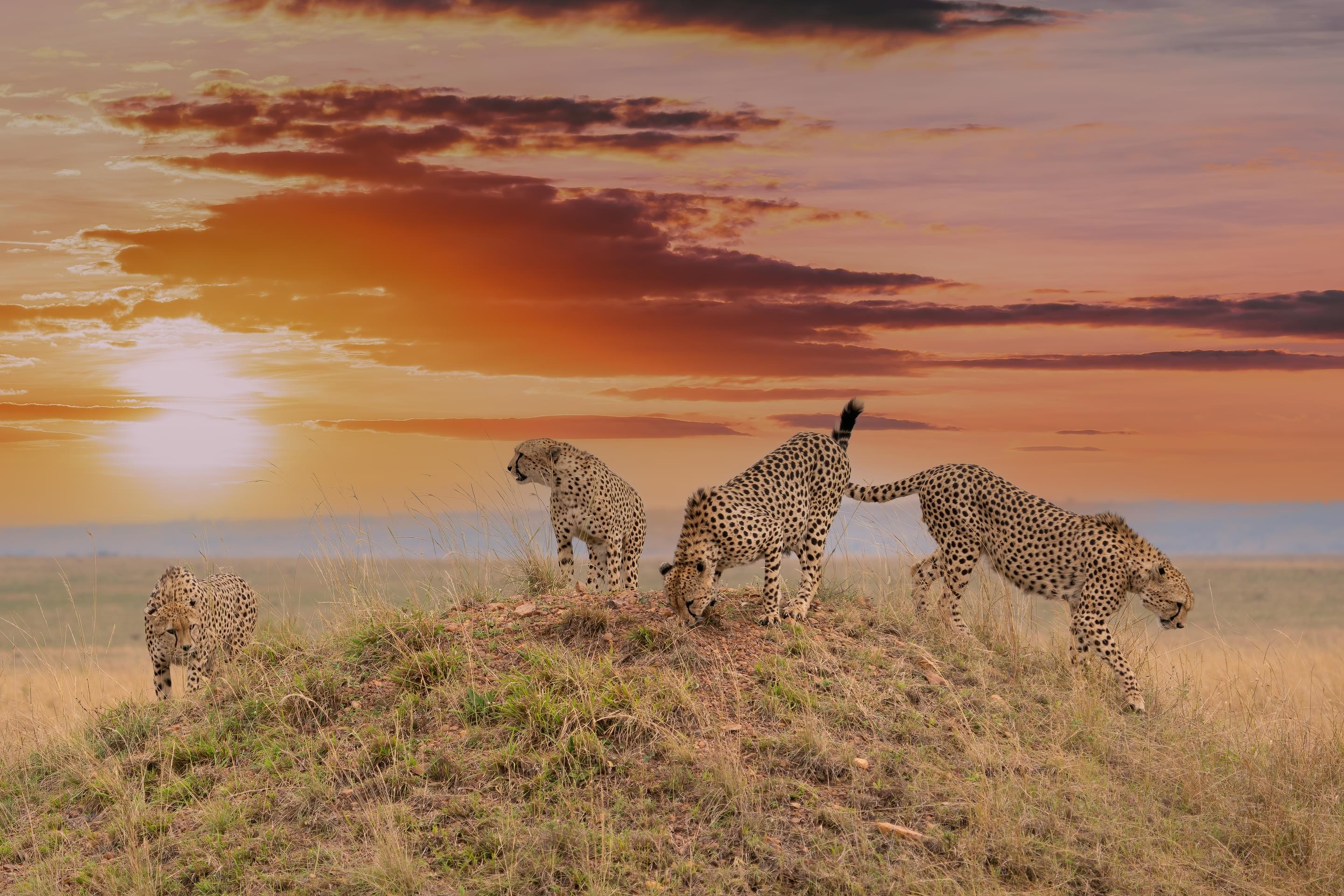 Masai Mara National Reserve Tour Packages | Upto 40% Off