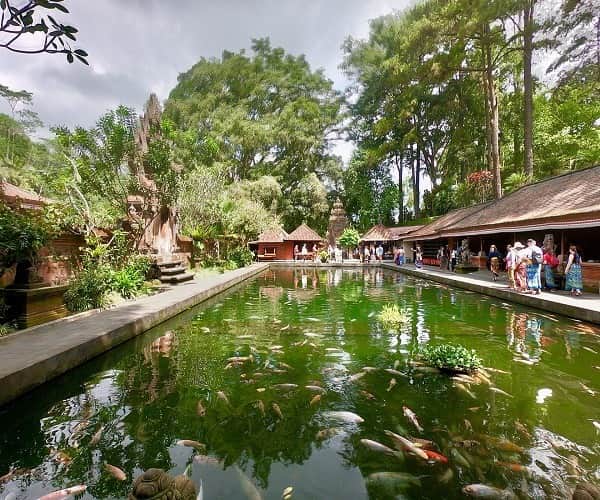 The Koi Pool