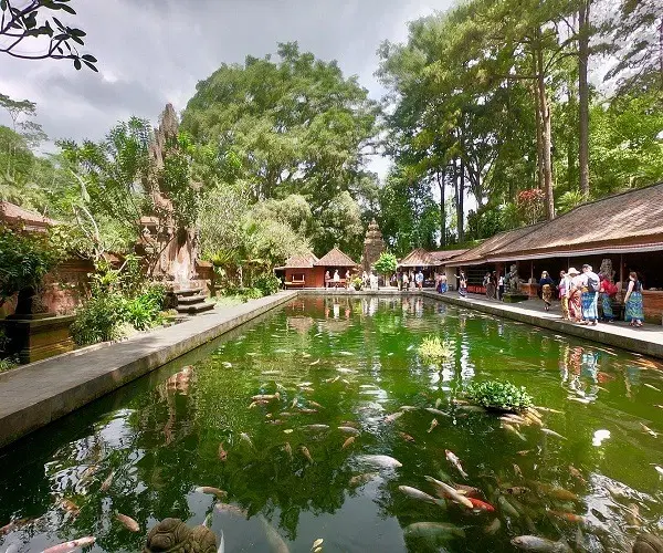 The Koi Pool