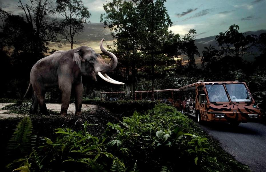 Go on a fascinating night as Singapore Night Safari watching nocturnal creatures under the moonlit canopy
