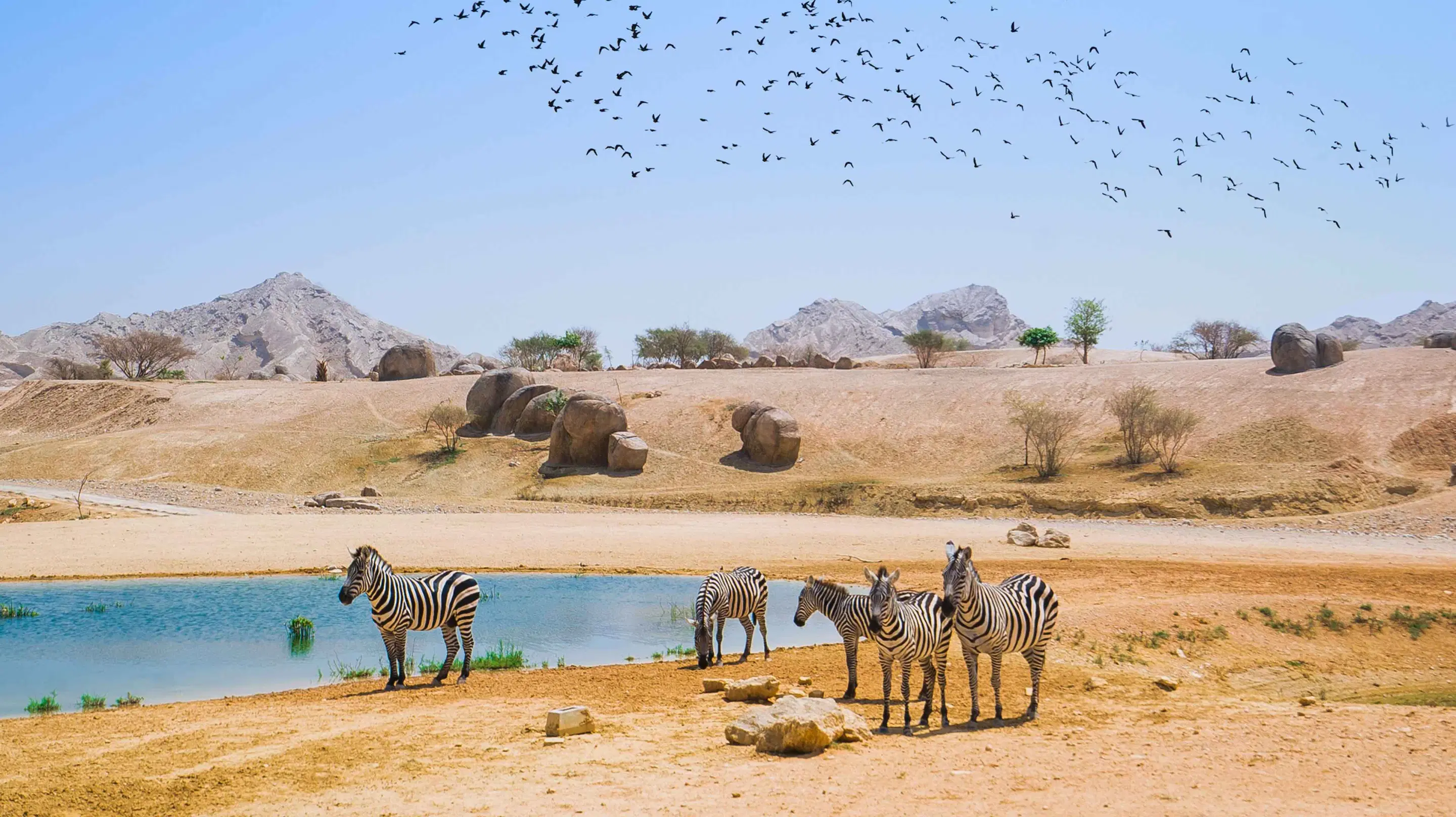 Sir Bani Yas Wildlife Park Overview