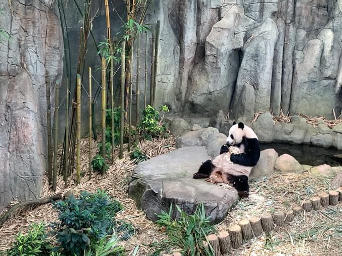 Panda at River Wonders