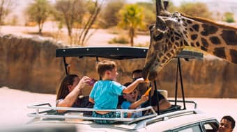 Enjoy Safari with Animal Feeding