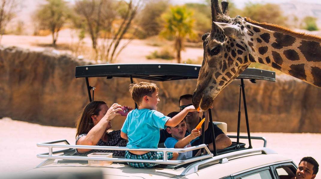 Enjoy Safari with Animal Feeding 
